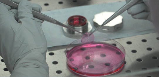 A holostem petri dish