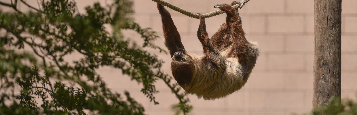 A sloth climbing along a rope upside down