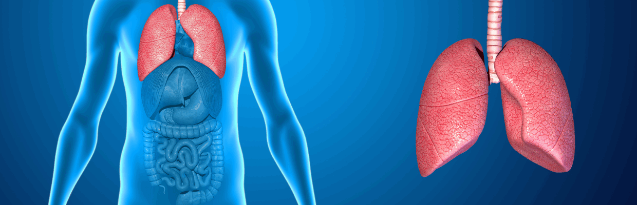 An image showing the organs inside the human body with a pair of lungs next to it
