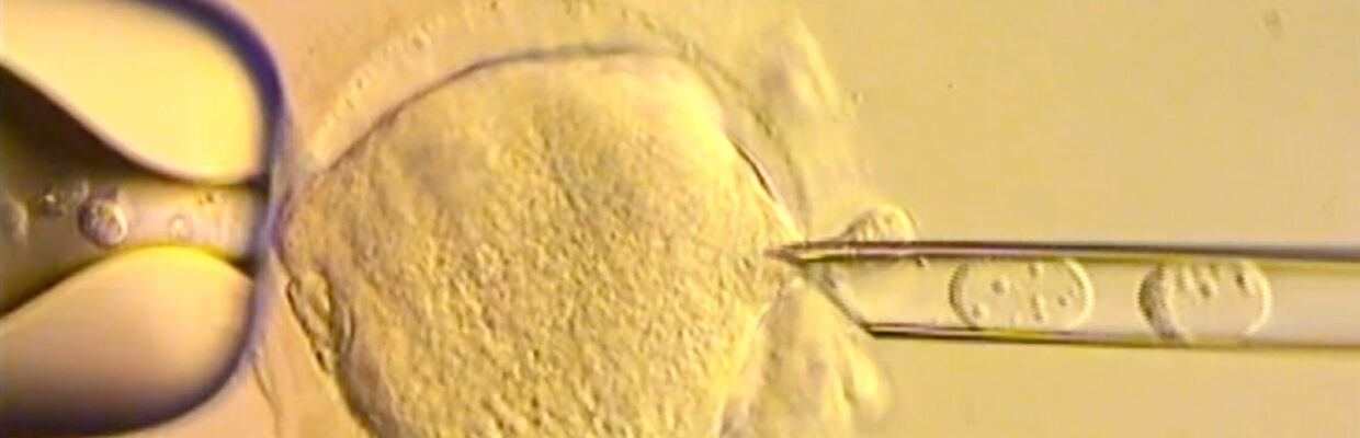 An image under a microscope of a egg cell being injected with a sperm cell